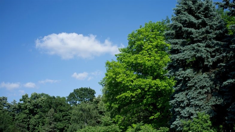 groene bomen met blauwe gezonde lucht
